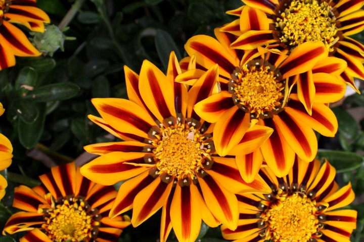 gazania