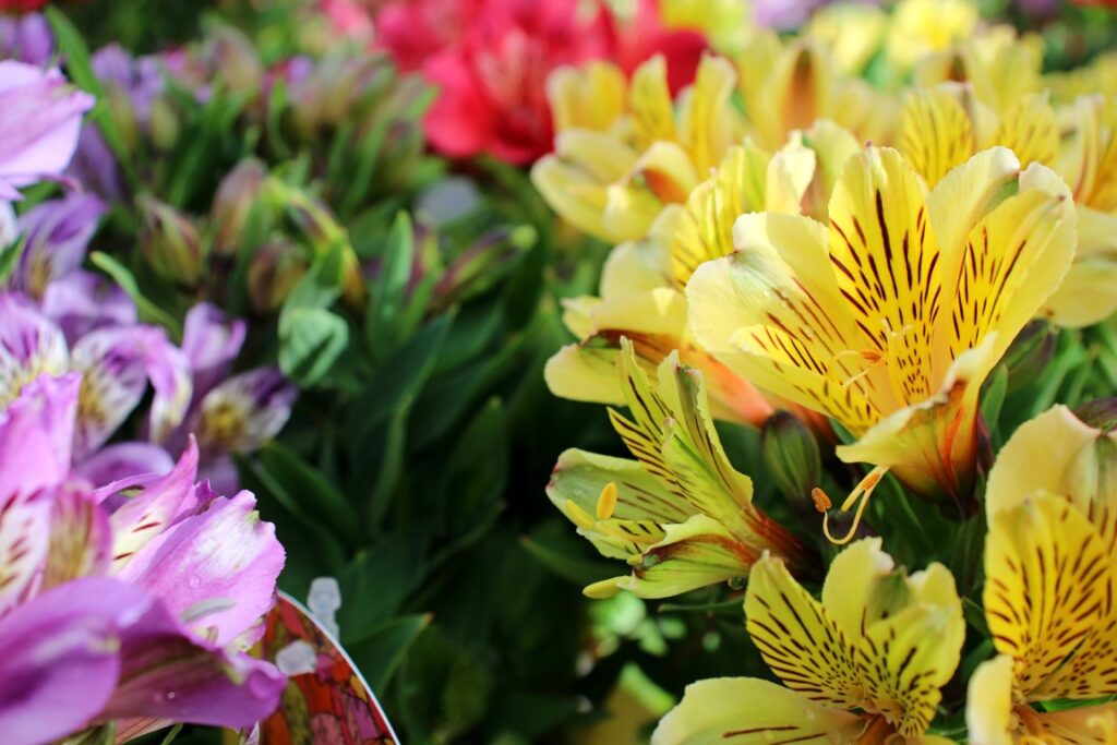 19cm Alstromeria