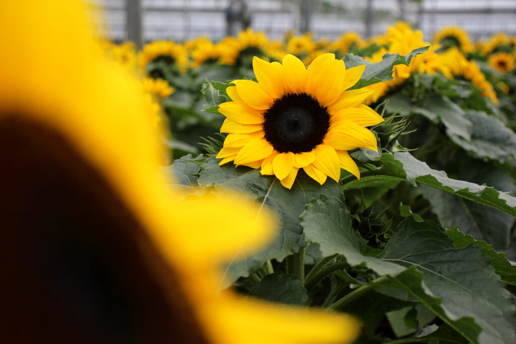 19cm Sunflower 2