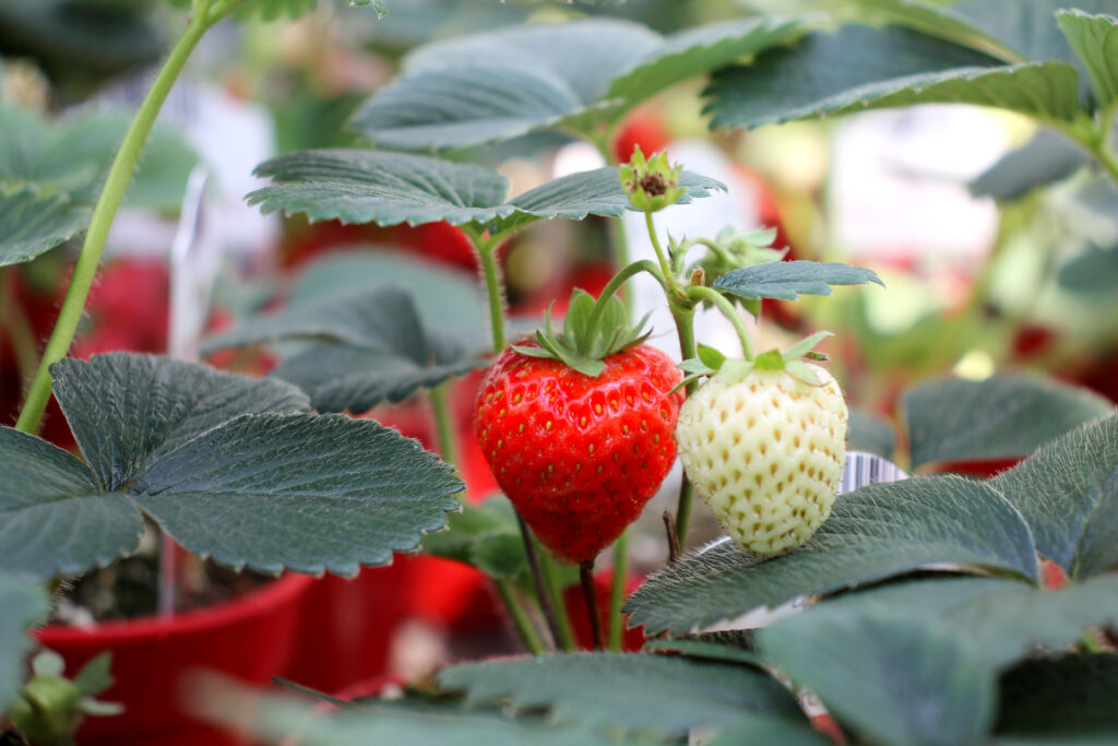 10cm Strawberries 2