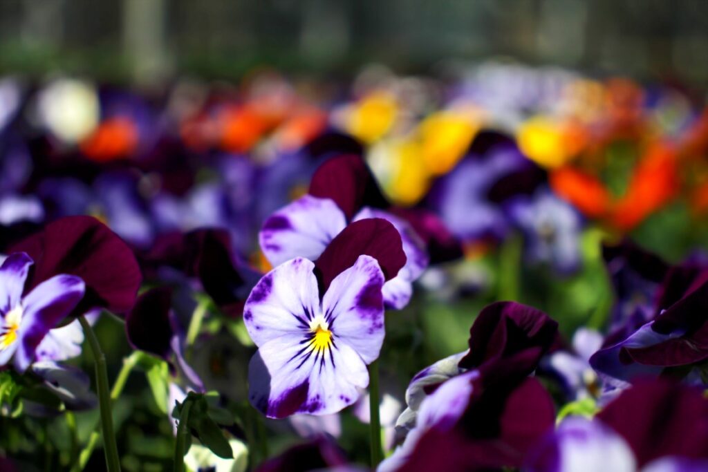 10cm Viola (Medium)