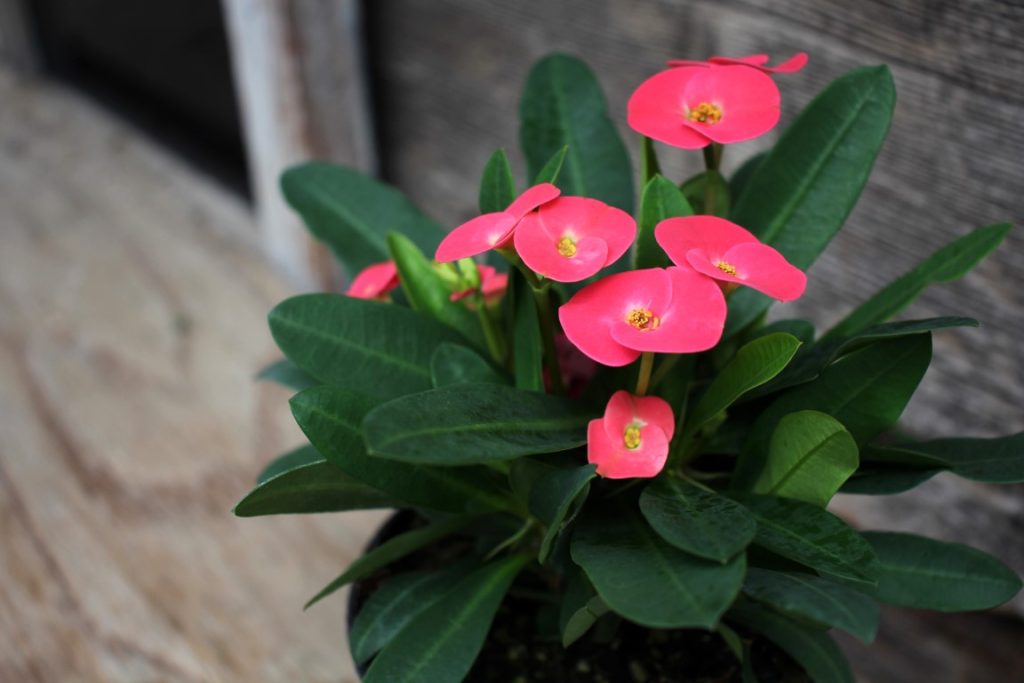 10cm Crown of Thorns 2024 (Medium)